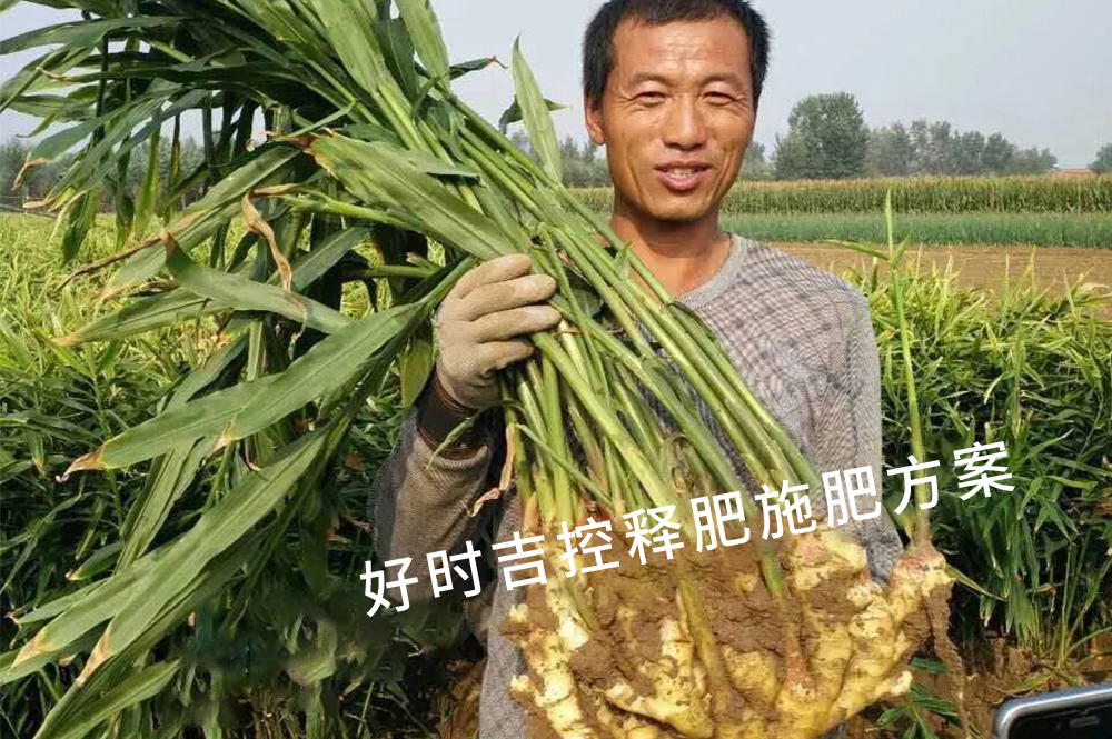 姜農(nóng)滿意，效果杠杠的！
